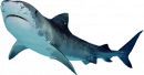 footer-shark